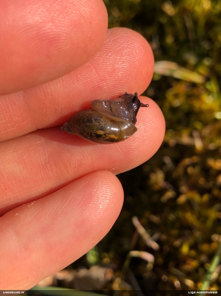 Dzintargliemezis Succinea sp.