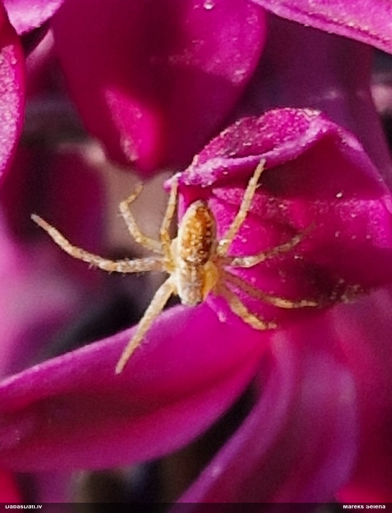 Zirneklis (nenoteikts)