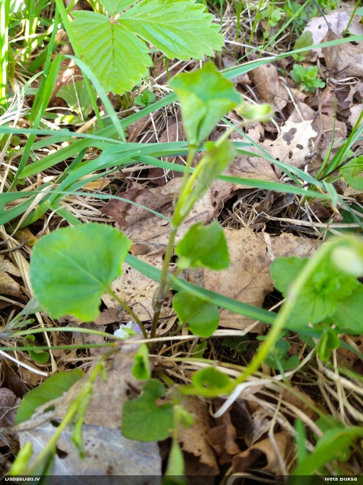 фиалка Ривиниуса