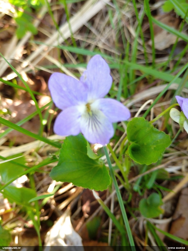 фиалка Ривиниуса