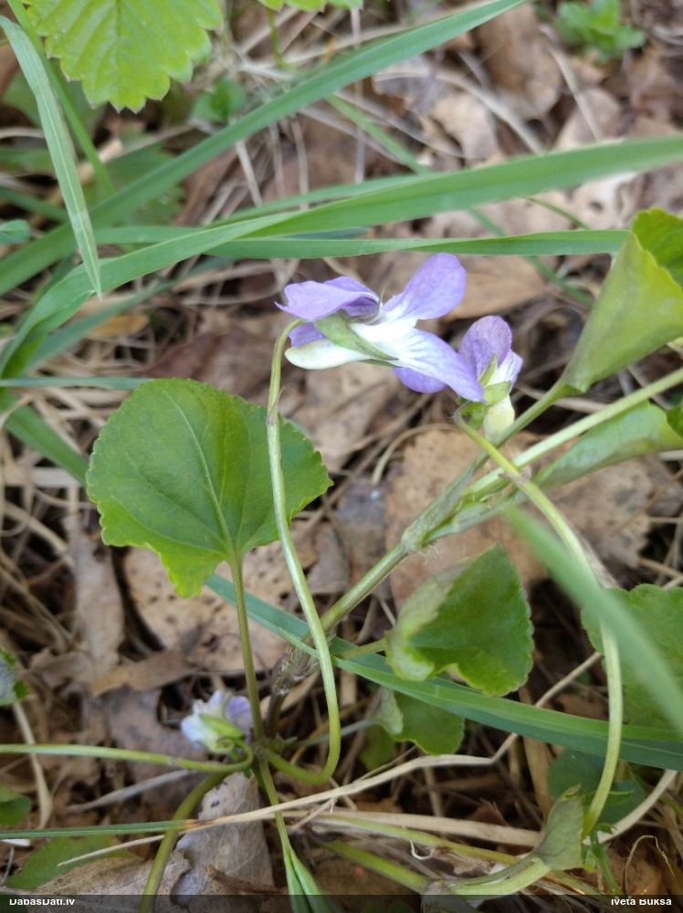 фиалка Ривиниуса