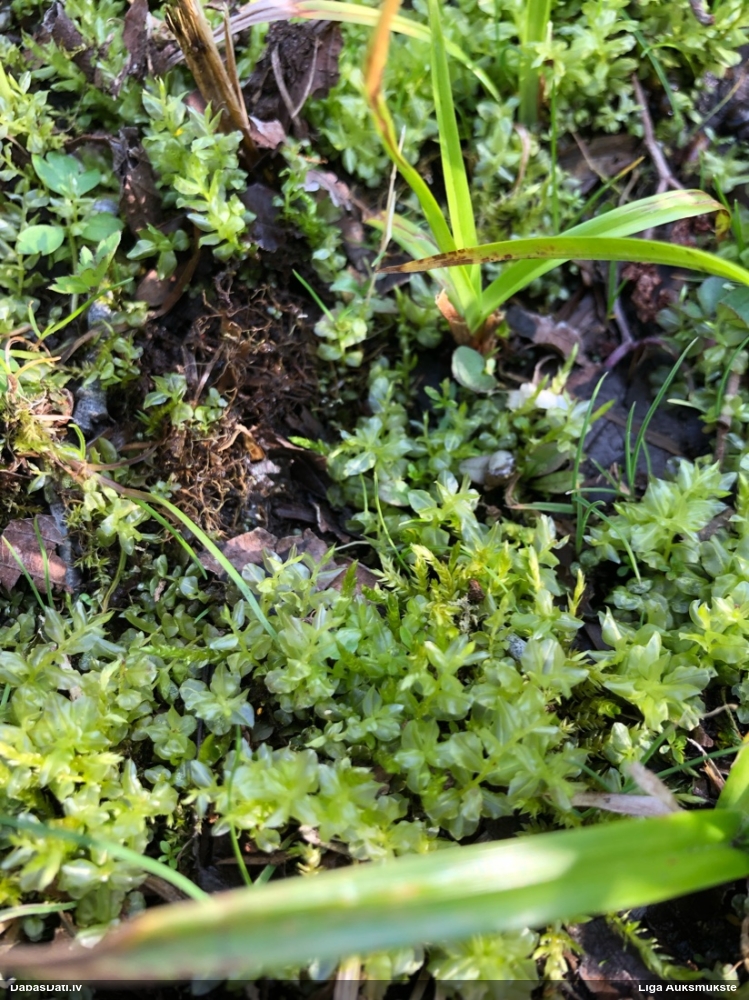 Sēne uz sūnas (nenoteikta)