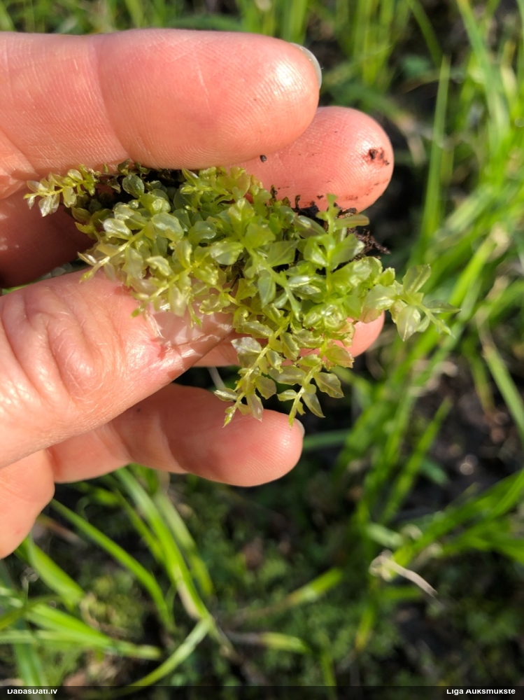 Sēne uz sūnas (nenoteikta)