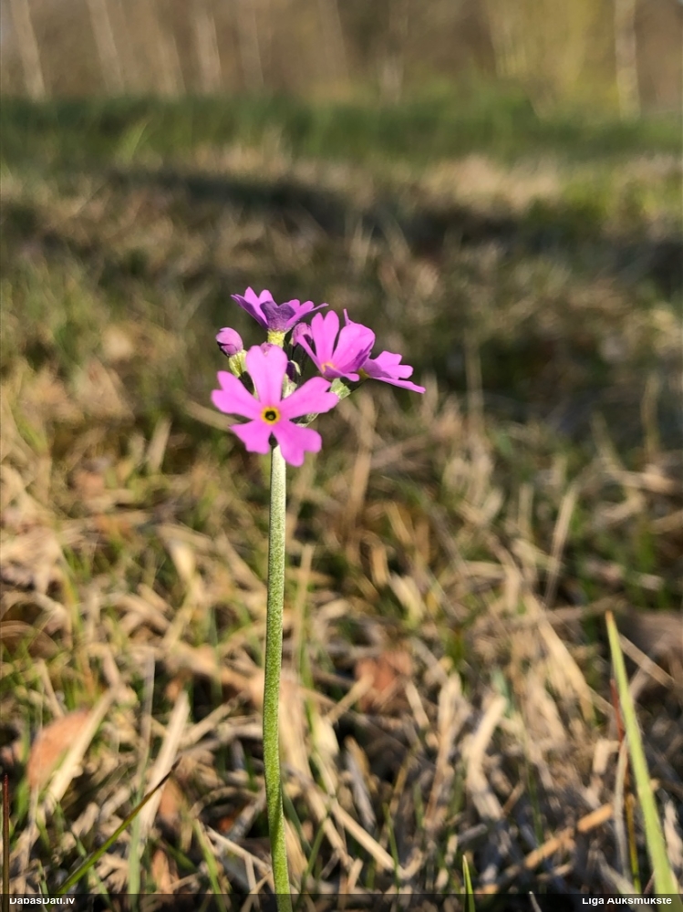 первоцвет мучнистый