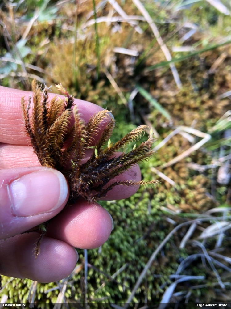 Sēne uz sūnas (nenoteikta)