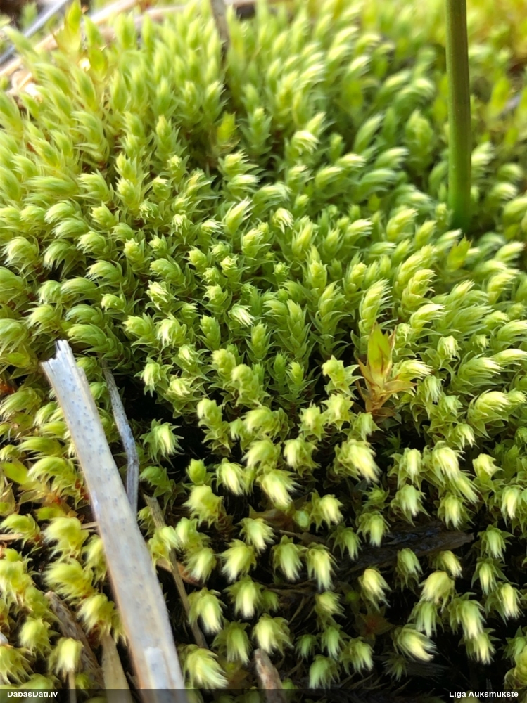 Sēne uz sūnas (nenoteikta)