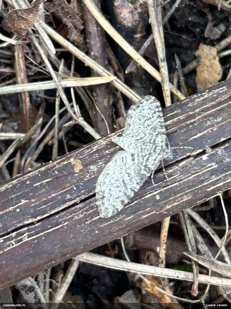 Kārklu daivsprīžmetis