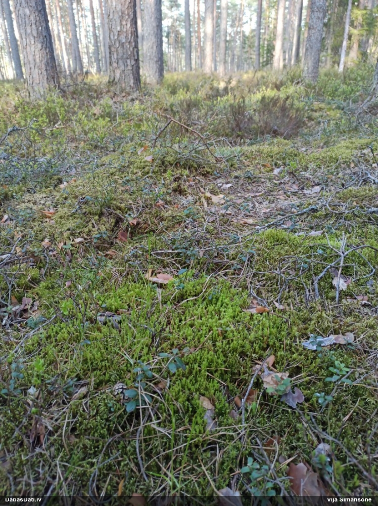 Purva krokvācelīte