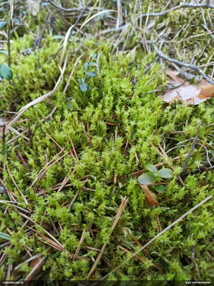 Purva krokvācelīte