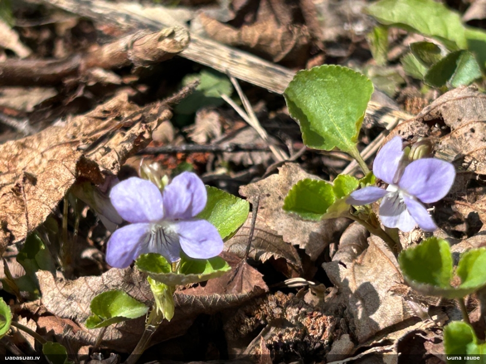 фиалка Ривиниуса