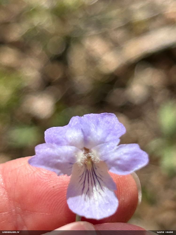 фиалка Ривиниуса