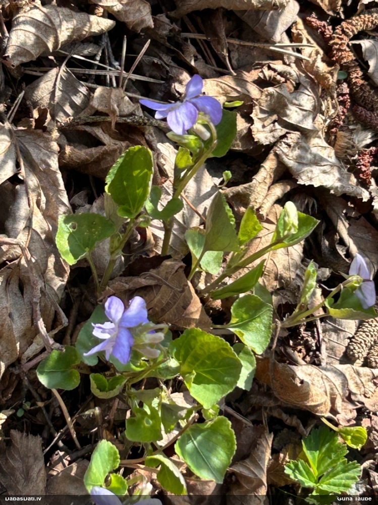 фиалка Ривиниуса