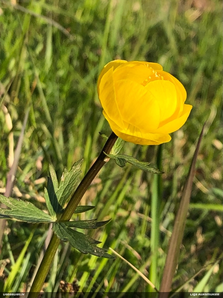 купальница европейская
