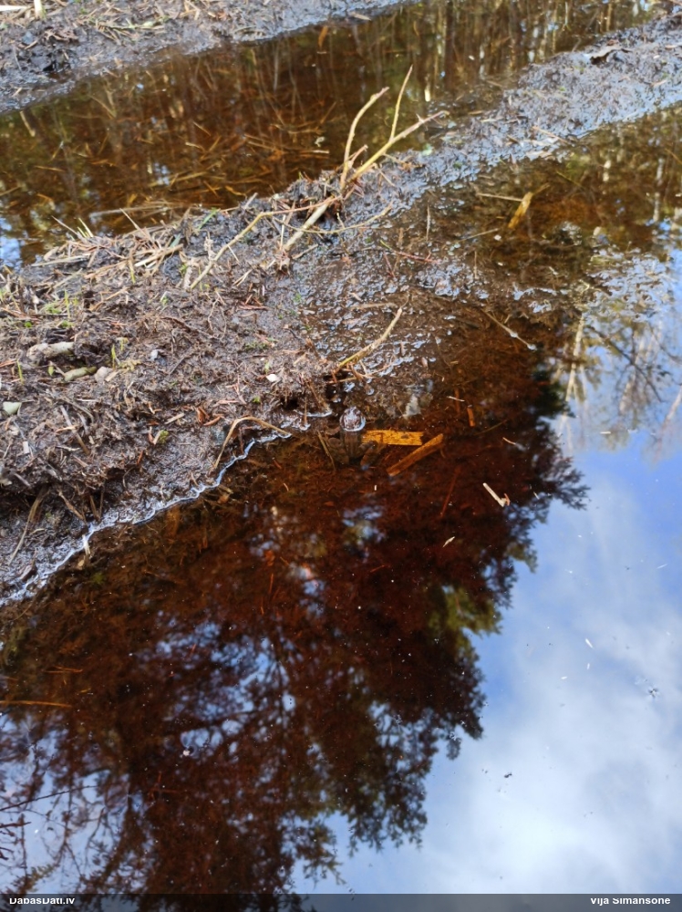 травяная лягушка