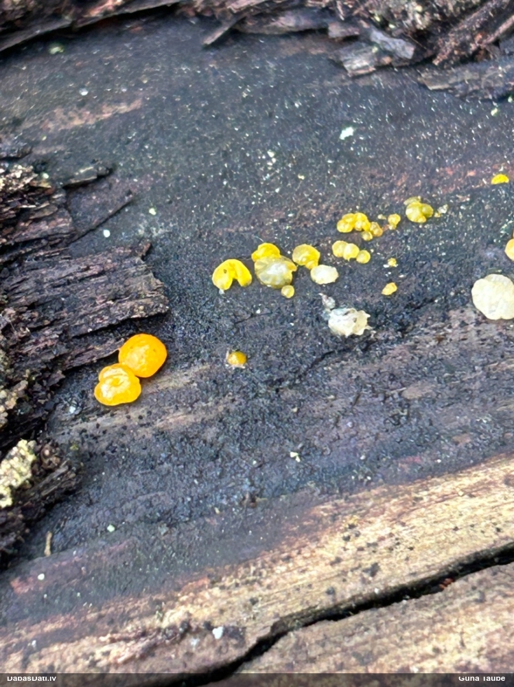 распадающийся дакримицес