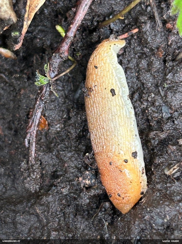 Kailgliemezis Arion sp.