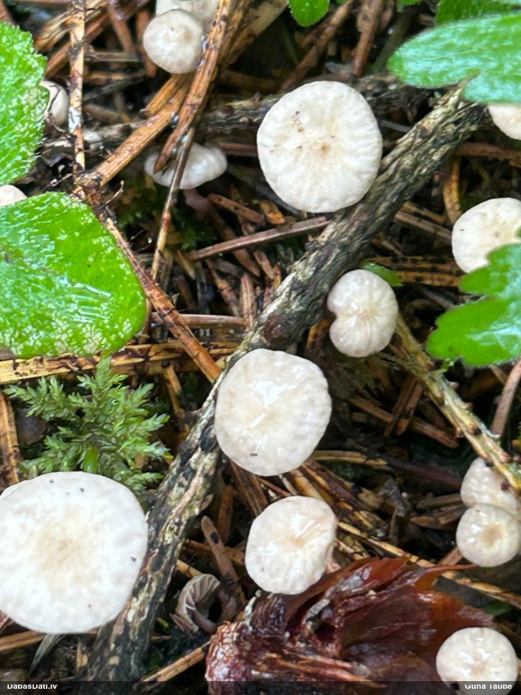 Vītene (nenoteikta)