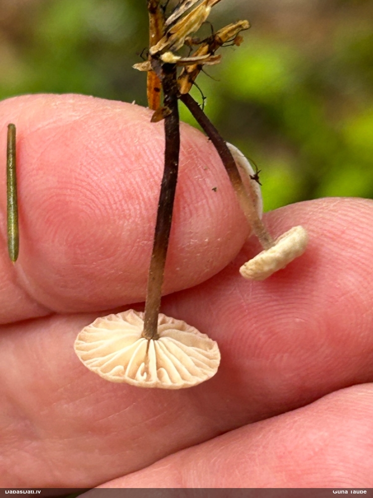 Vītene (nenoteikta)