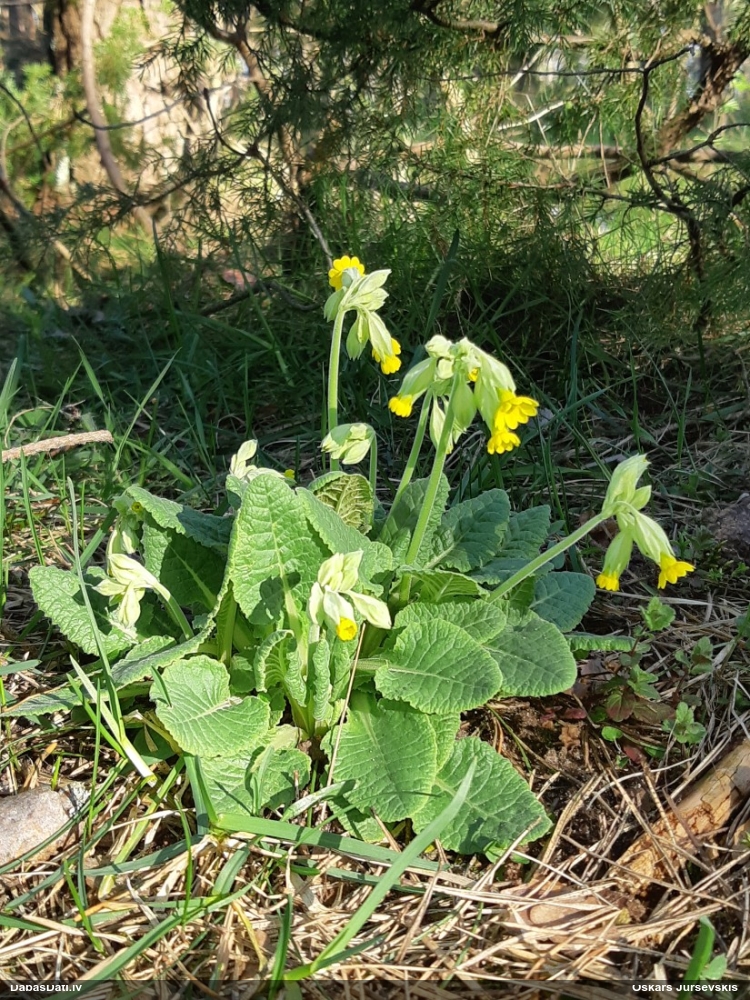 первоцвет весенний