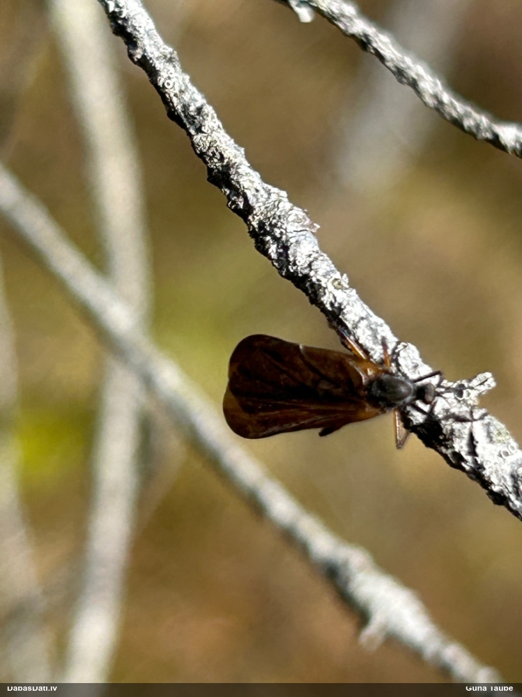 Dejotājmuša Empis sp.