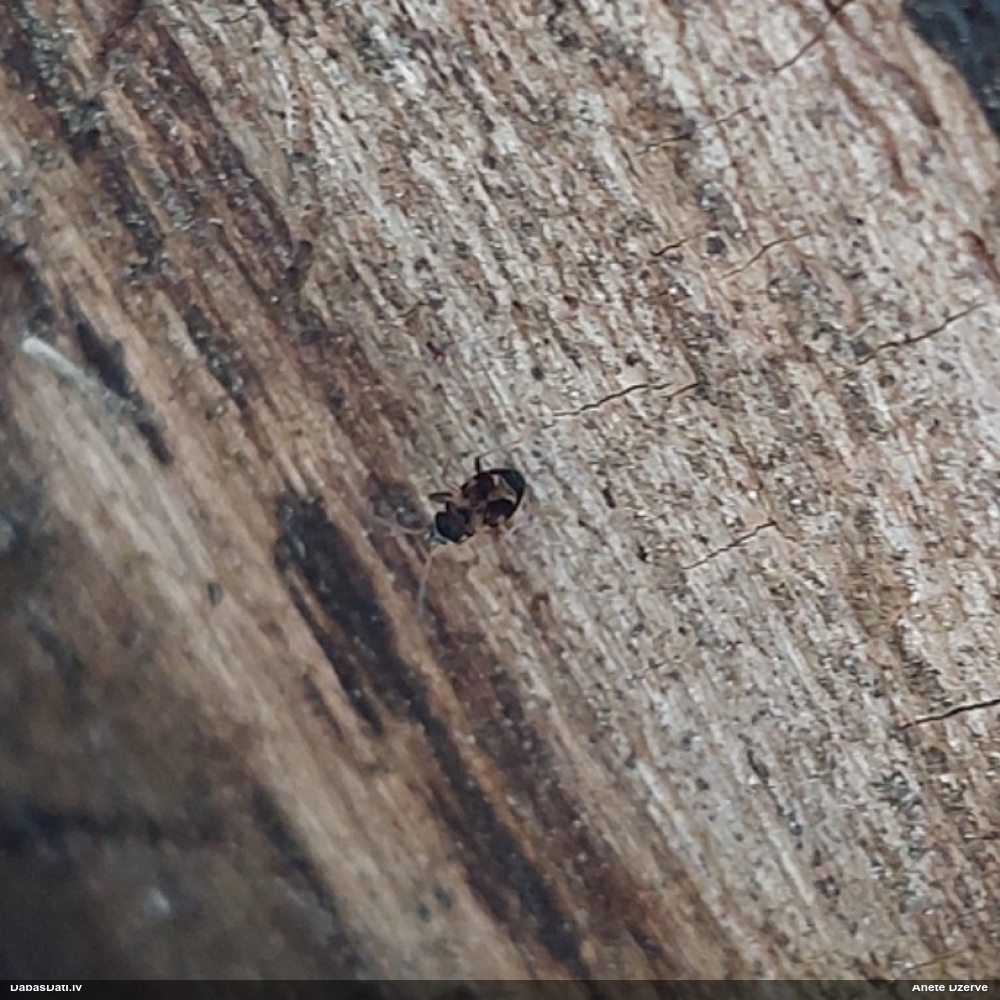 Zemesblakts Scolopostethus sp.