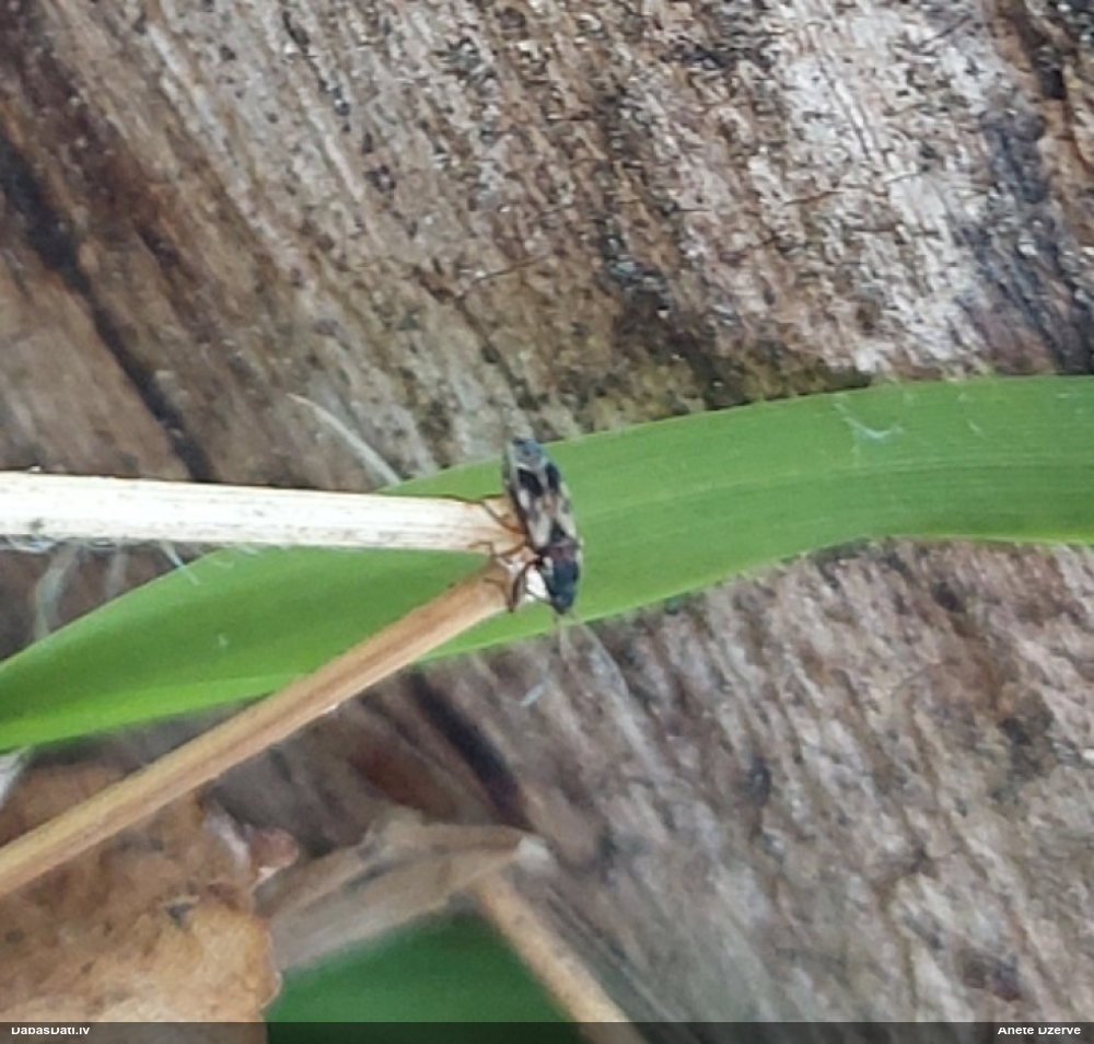 Zemesblakts Scolopostethus sp.