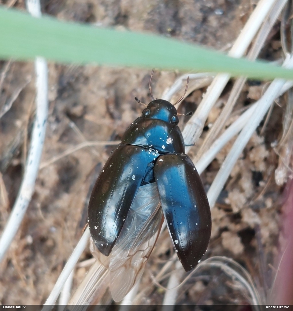 Ūdensmīlis Hydrochara caraboides