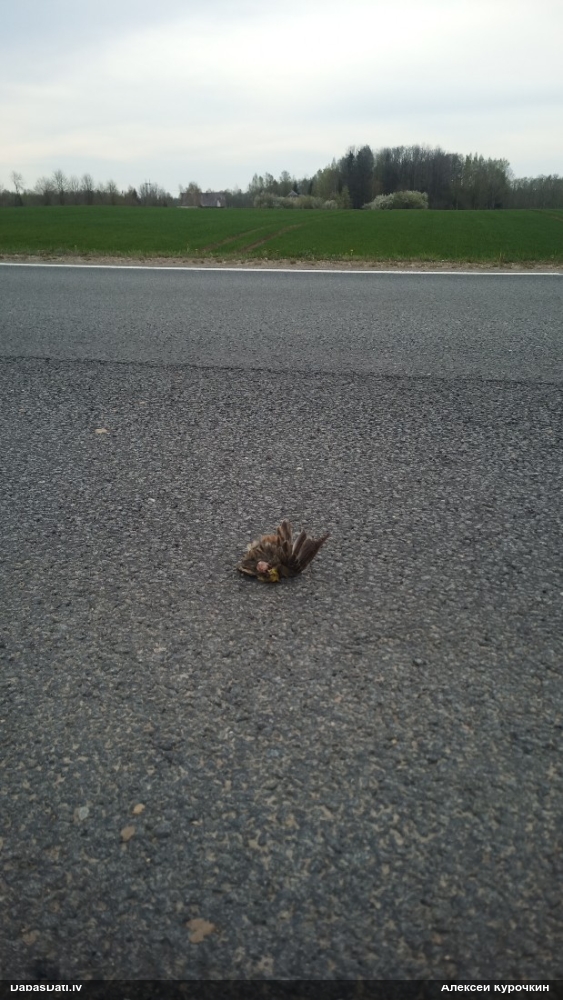 обыкновенная овсянка