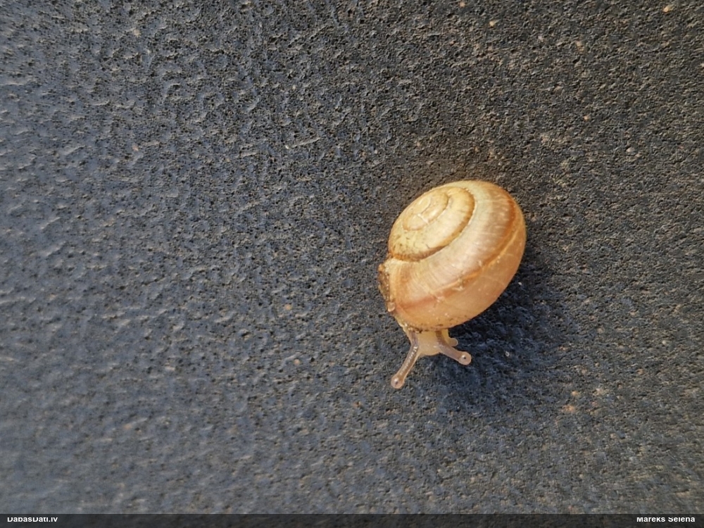 Vīngliemezis (nenoteikts)