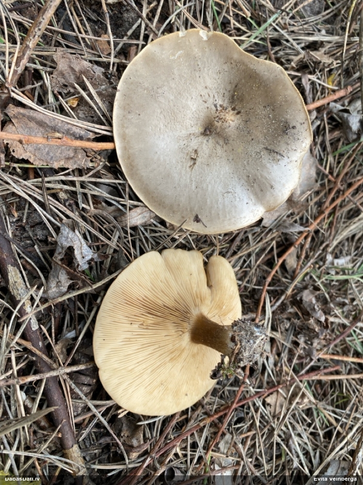 Īskātiņa melnbaltene