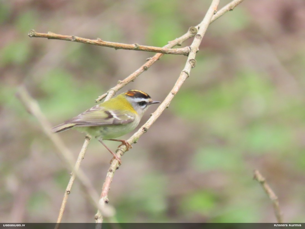 красноголовый королек