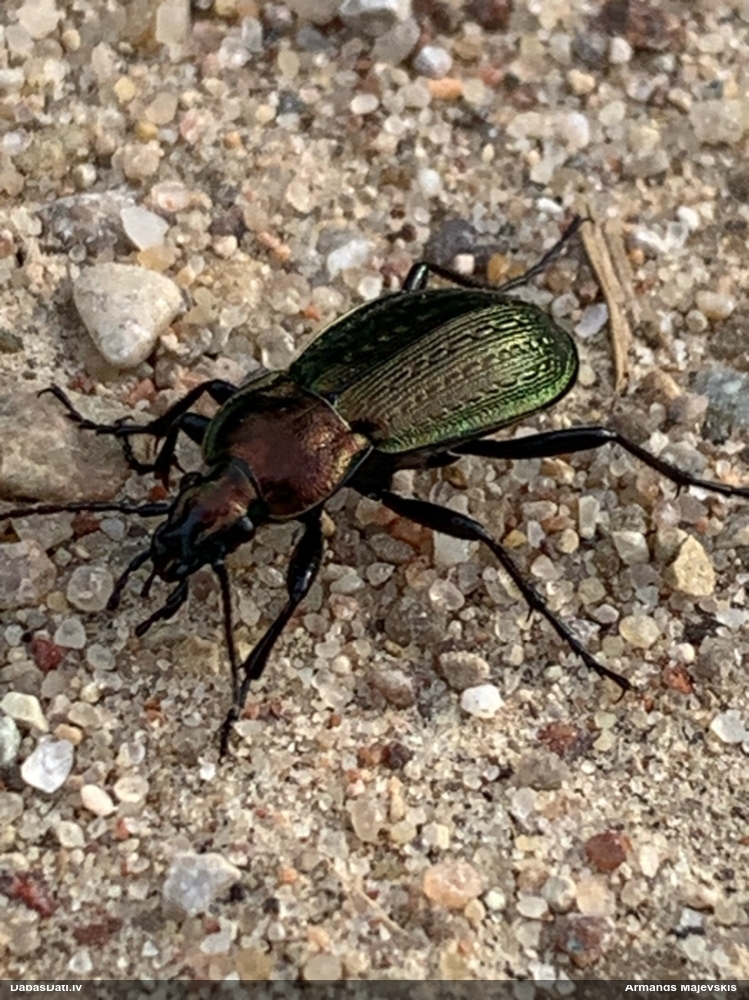 Skrejvabole Carabus arcensis