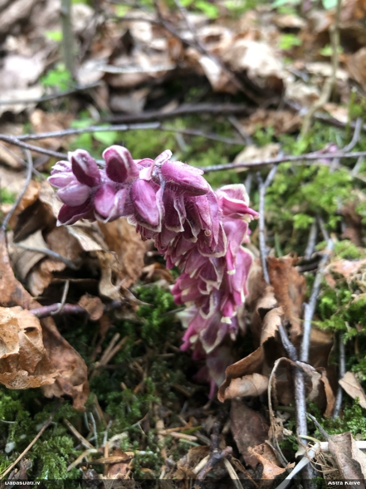 Петров крест чешуйчатый