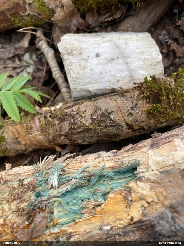 Zilzaļā hlorociborija