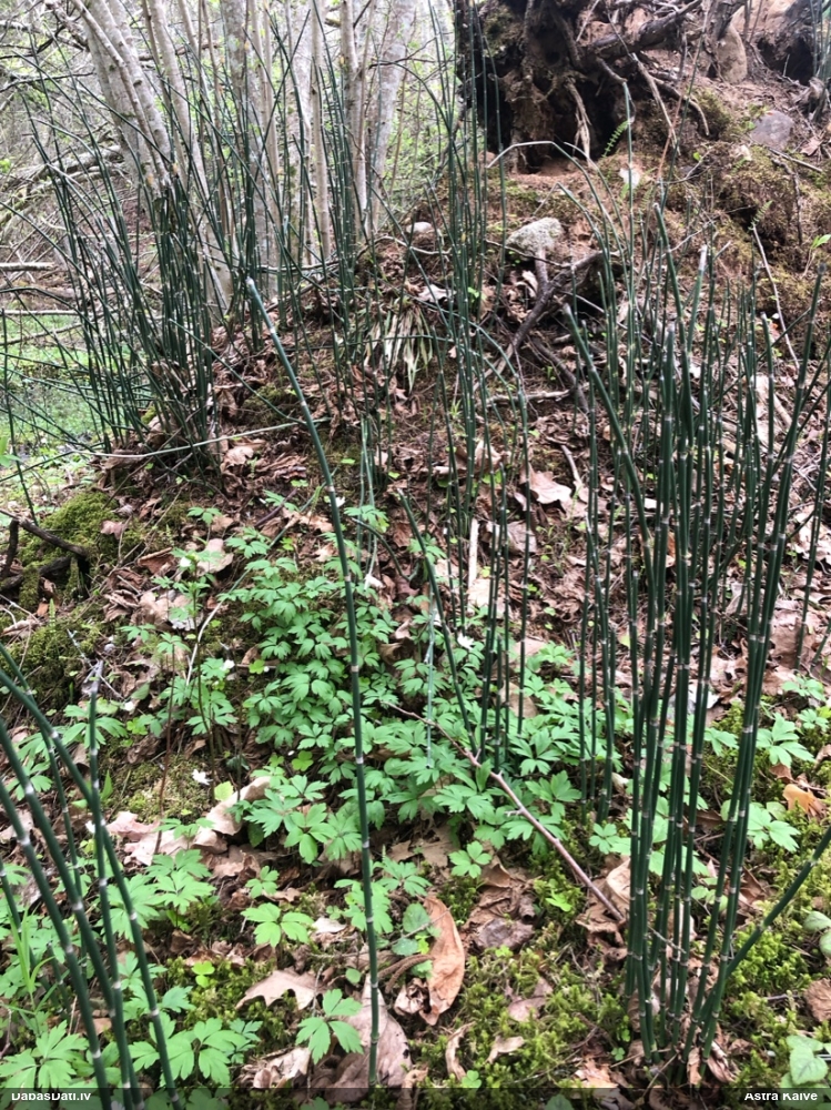 хвощ зимующий