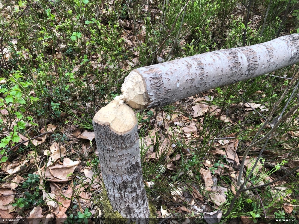 обыкновенный бобр