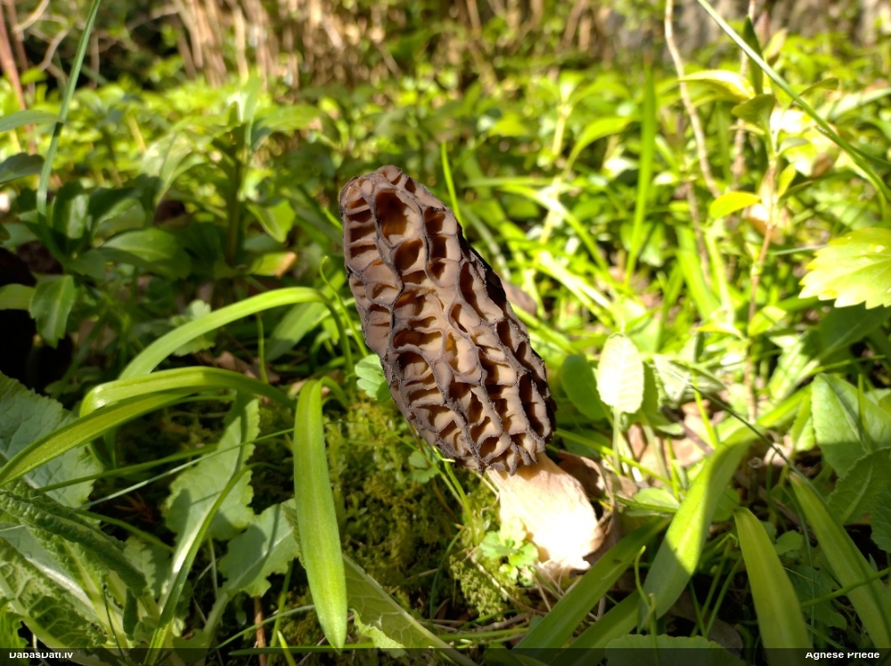 Lāčpurns (nenoteikts)