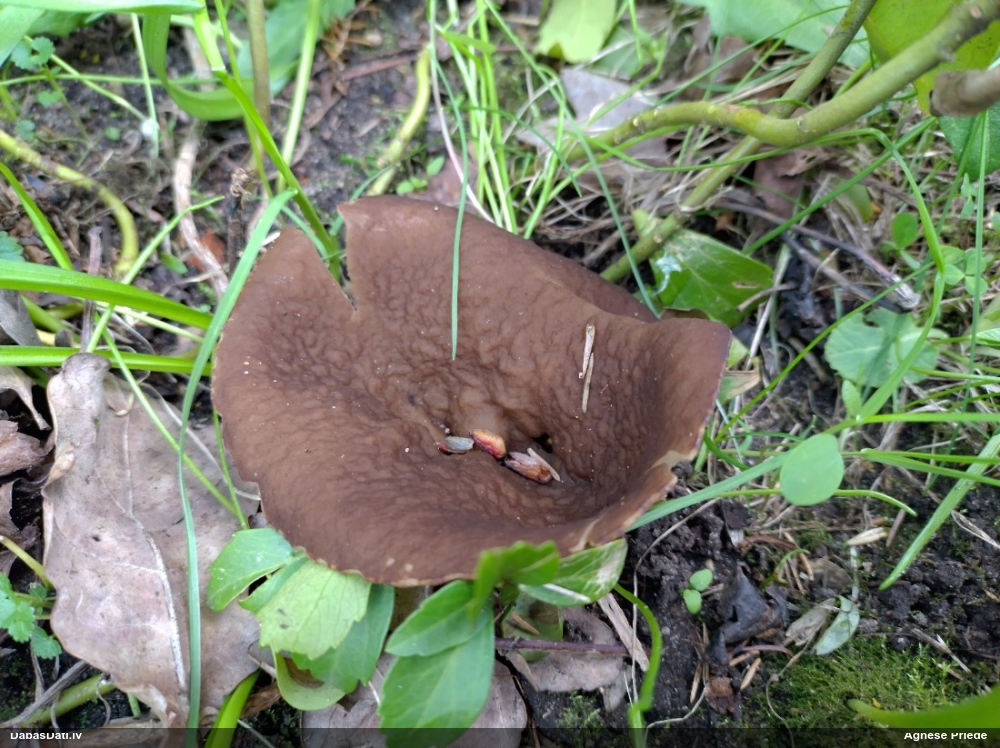 щитовидная дисцина