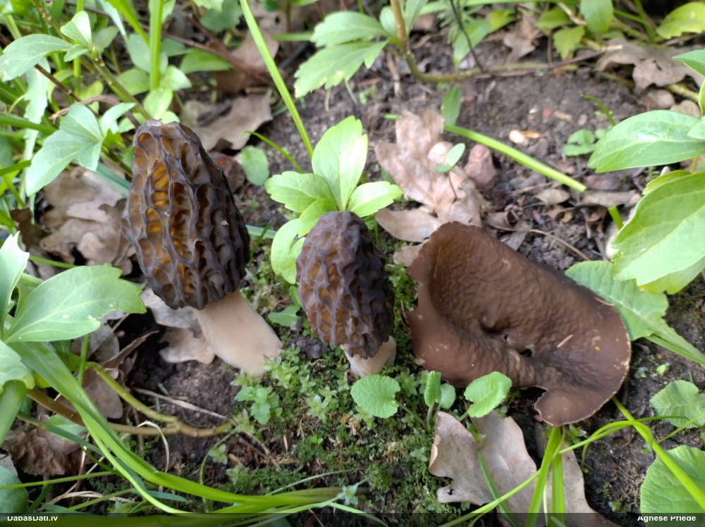 щитовидная дисцина