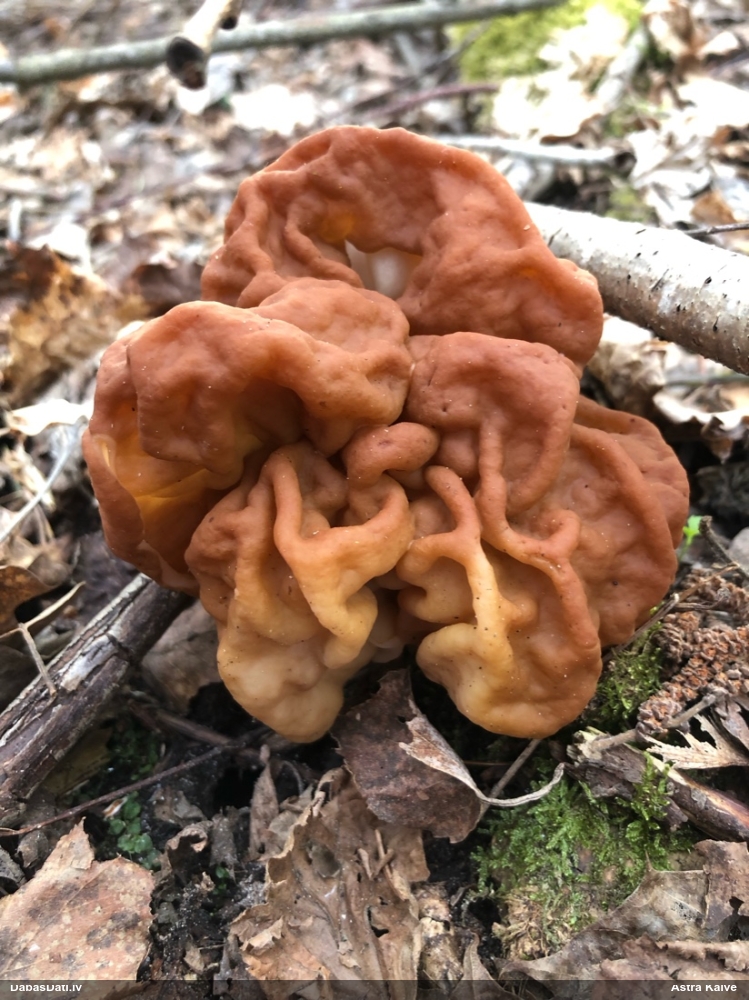 строчок гигантский