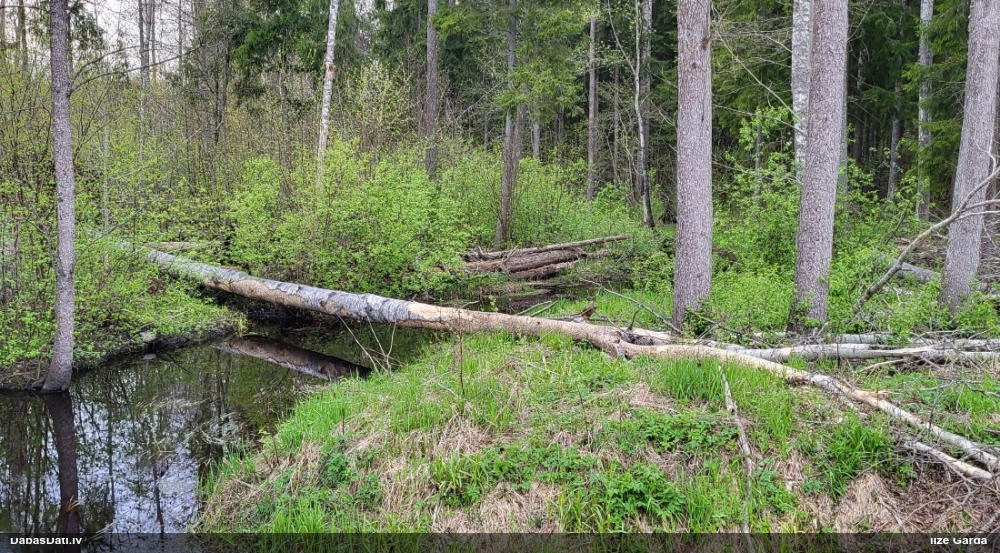 обыкновенный бобр