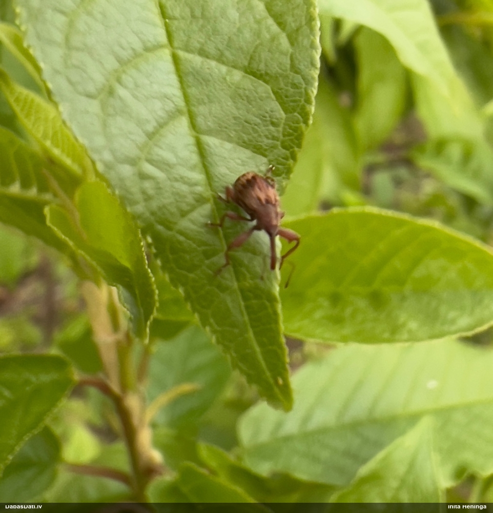 Smecernieks Furcipus rectirostris