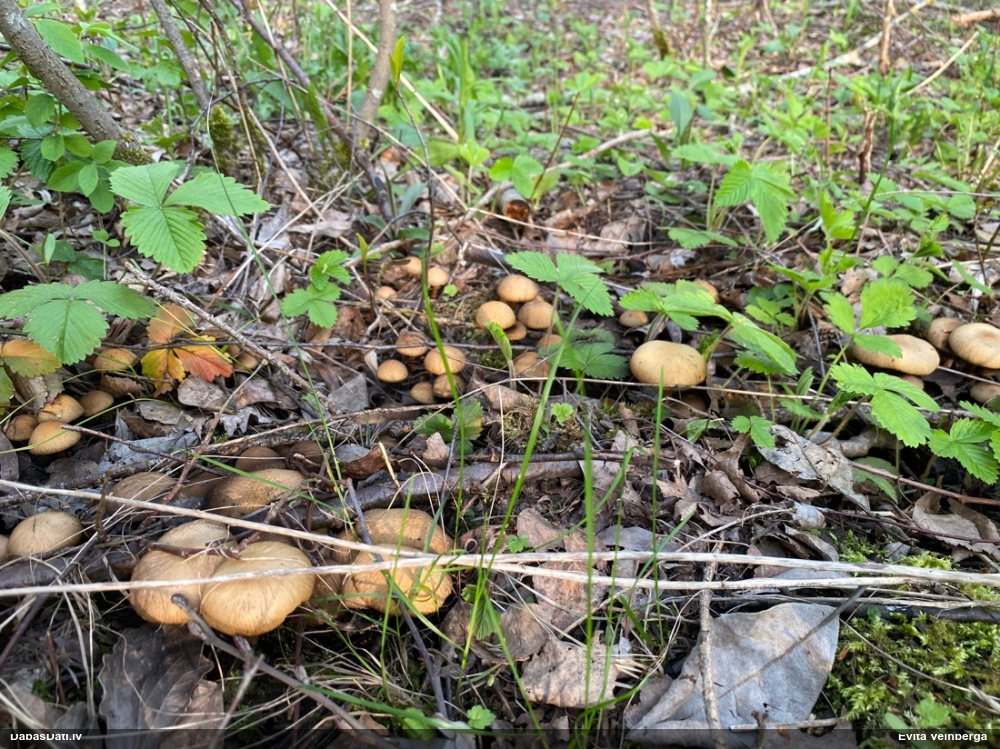 Sēne (nenoteikta)