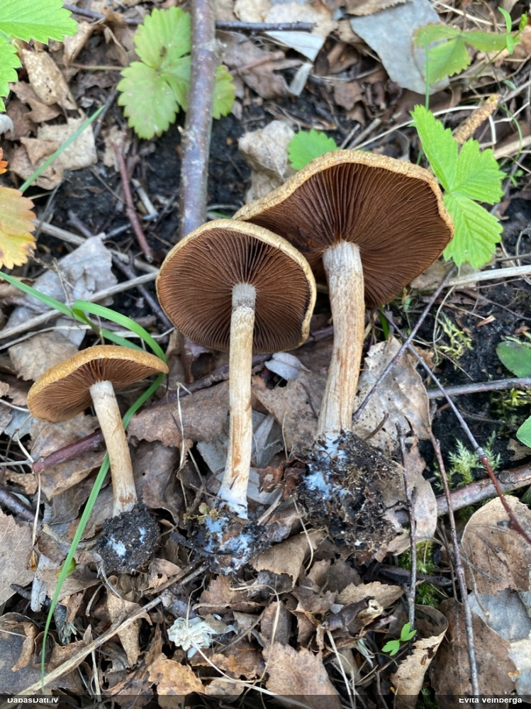 Sēne (nenoteikta)