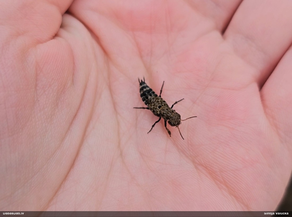 Isspārnis Ontholestes sp.