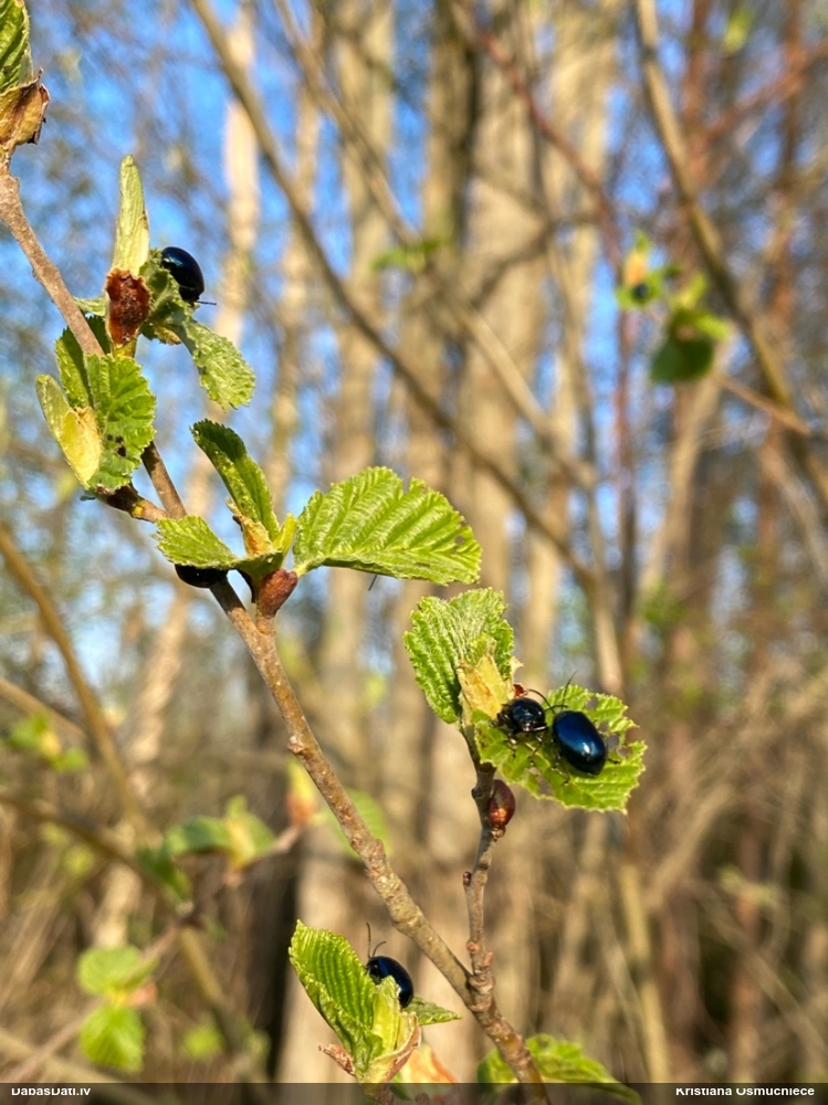 Alkšņu zilais lapgrauzis