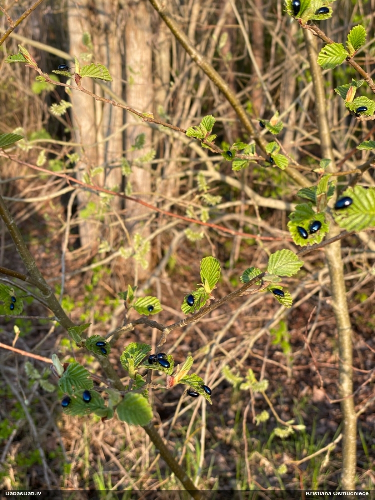Alkšņu zilais lapgrauzis