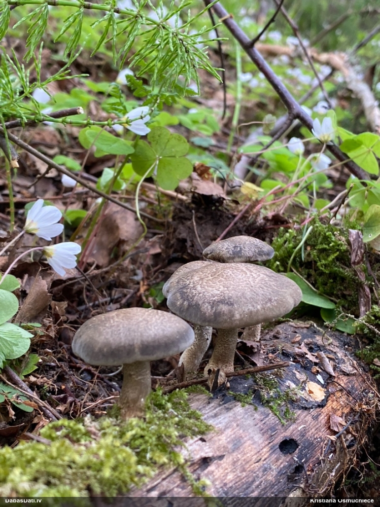 Skropstainā kātiņpiepe