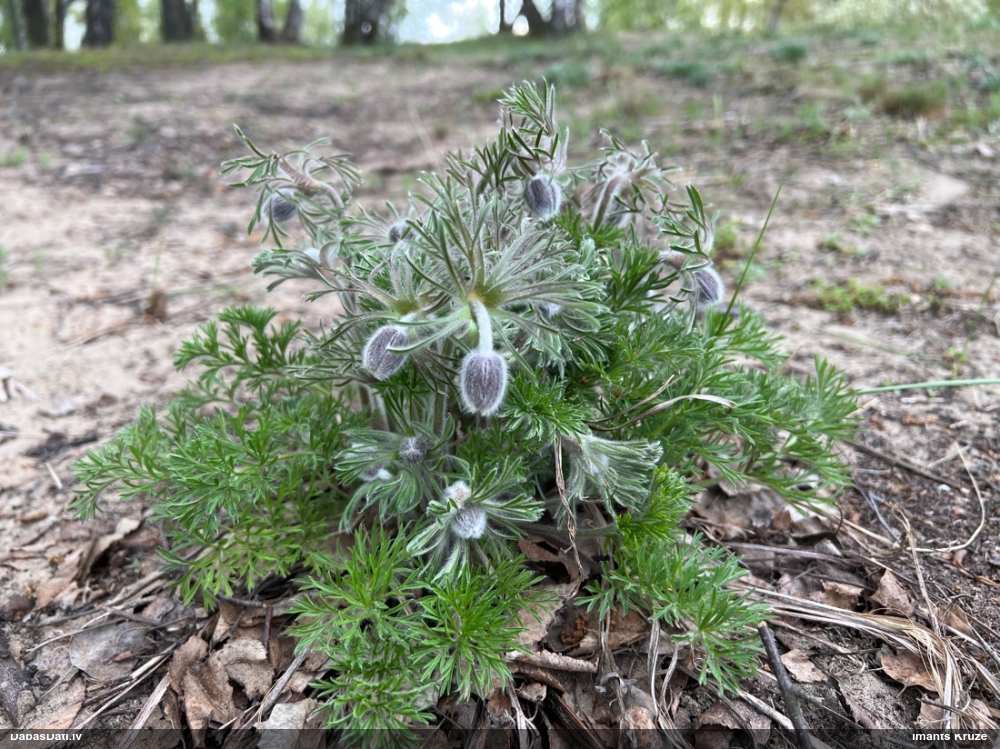 прострел луговой