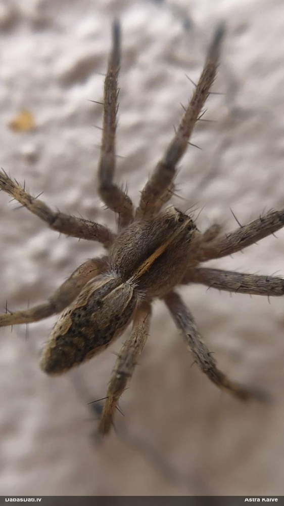 Dižzirneklis Pisaura mirabilis